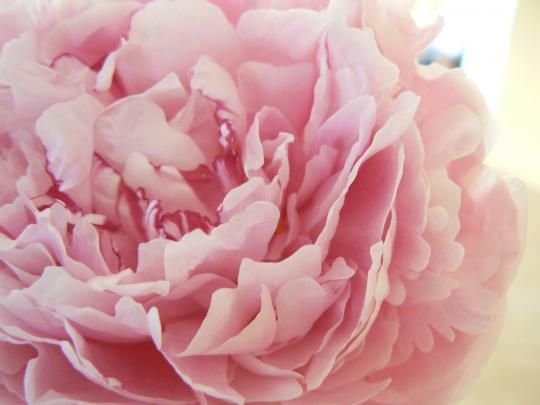 Peony Wallpapers
