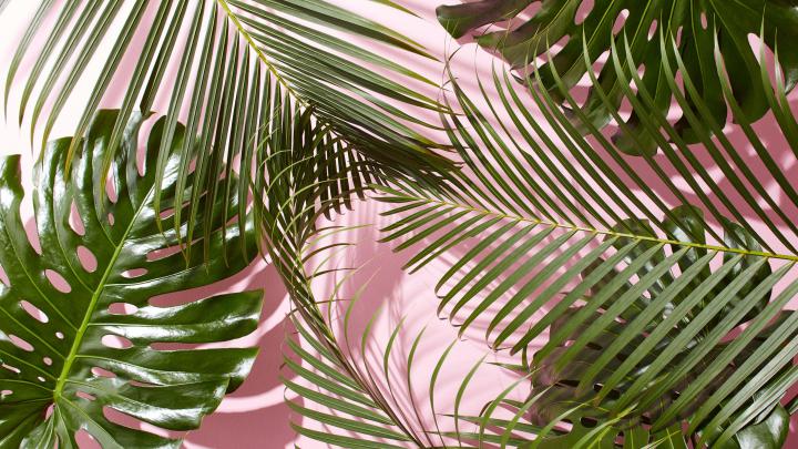 Plant Wallpapers