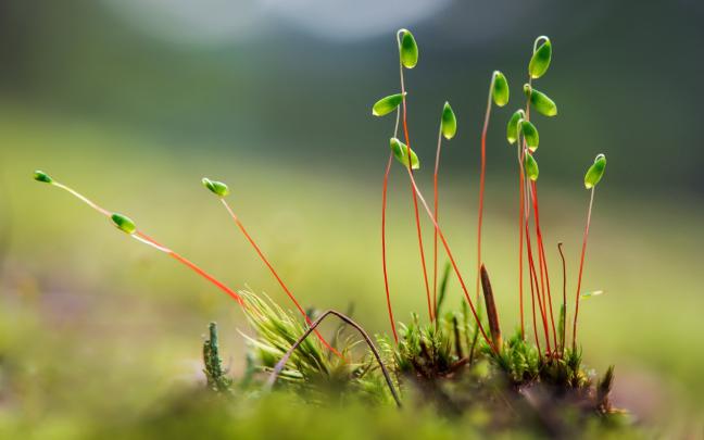 Plant HD Wallpaper | Background Image | 1920x1200 | 410481 