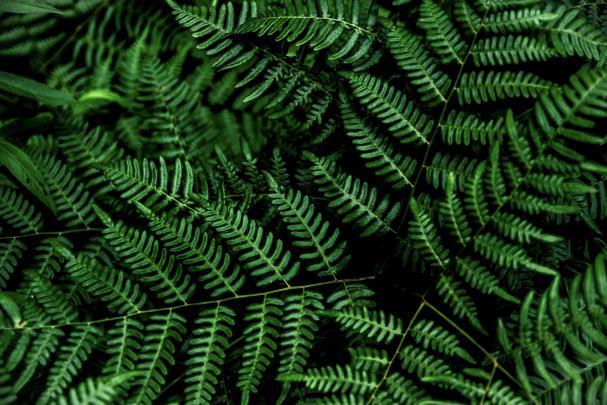 Clean Greenery Desktop Wallpapers