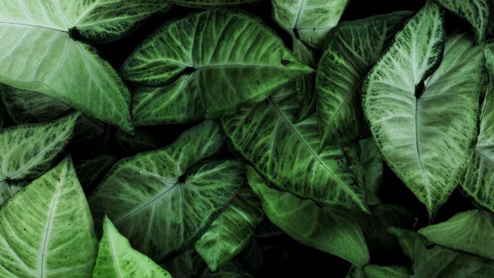 Desktop wallpaper house plants, leaves, hd image, picture, background 