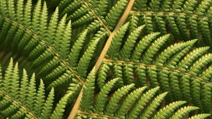 plants, Ferns, Macro Wallpapers HD \/ Desktop and Mobile Backgrounds