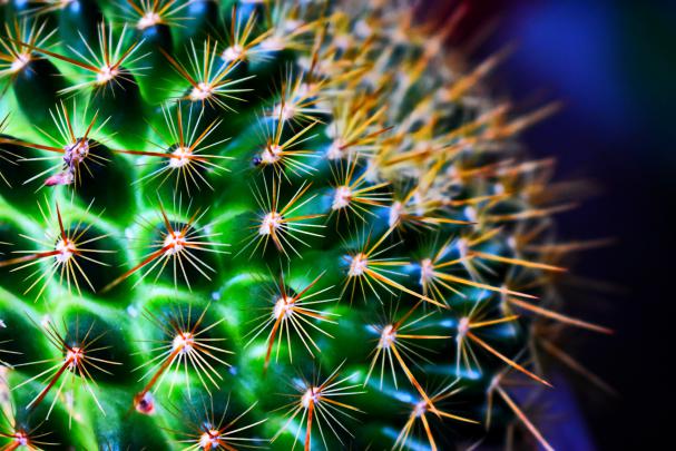 cactus, Green, Flowers Wallpapers HD \/ Desktop and Mobile Backgrounds