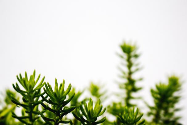 Clean Greenery Desktop Wallpapers