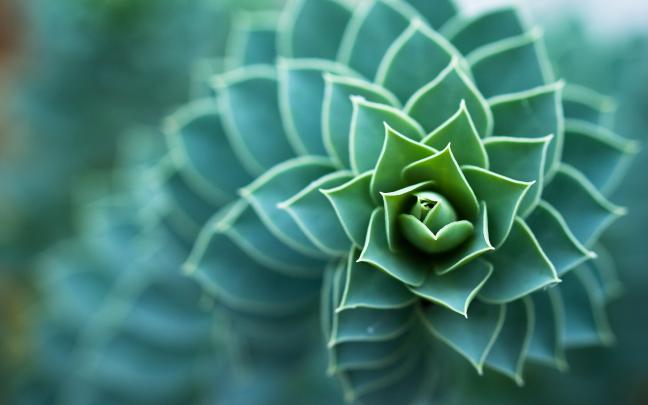 macro, Plants, Succulents, Depth Of Field, Nature Wallpapers HD 