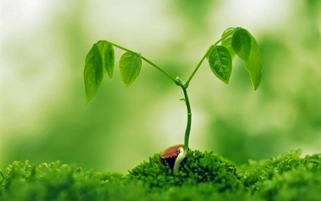 HD Plant Backgrounds