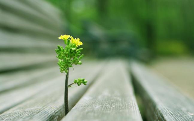 plant wallpaper macro - HD Desktop Wallpapers