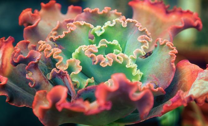 Plant HD Wallpaper | Background Image | 2880x1746 | 491011 