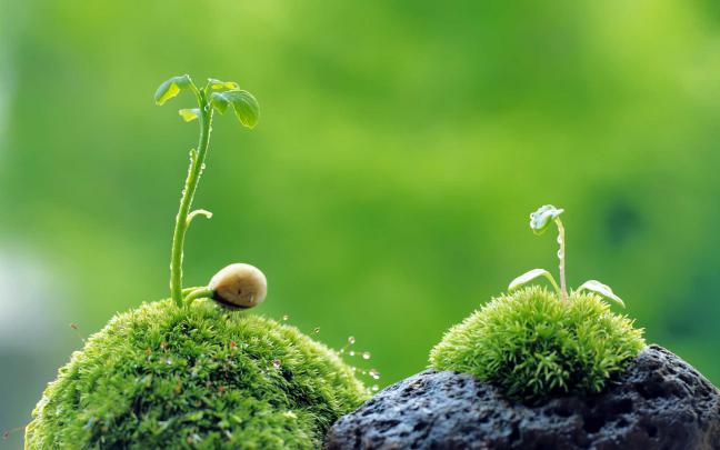 HD Plant Backgrounds