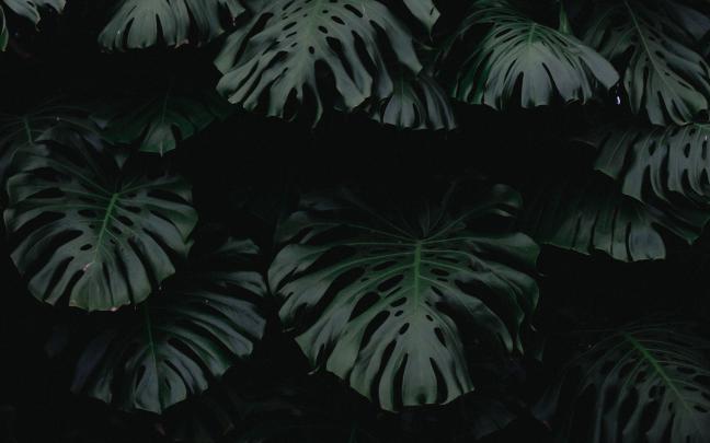 Green Plants Wallpapers