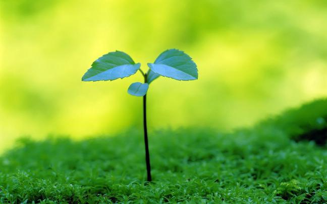 Plant Wallpapers