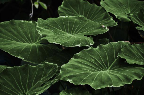 photography, Nature, Plants Wallpapers HD \/ Desktop and Mobile Backgrounds