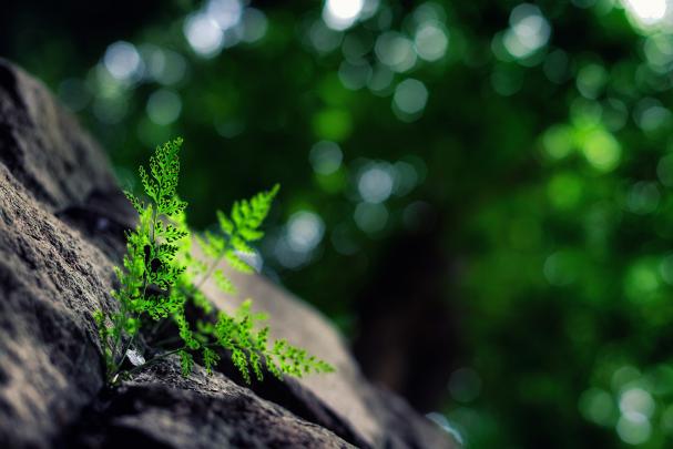 macro, Nature, Plants, Bokeh Wallpapers HD \/ Desktop and Mobile Backgrounds