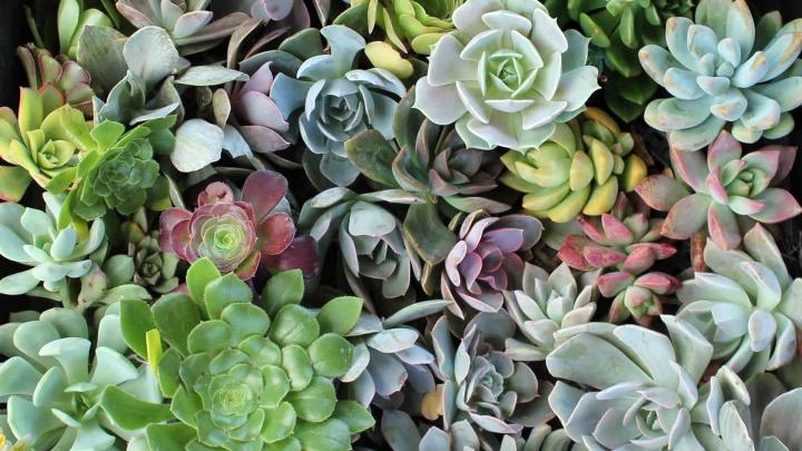 Succulent Desktop Wallpaper