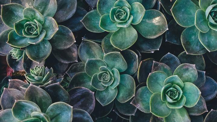 Succulents Wallpapers