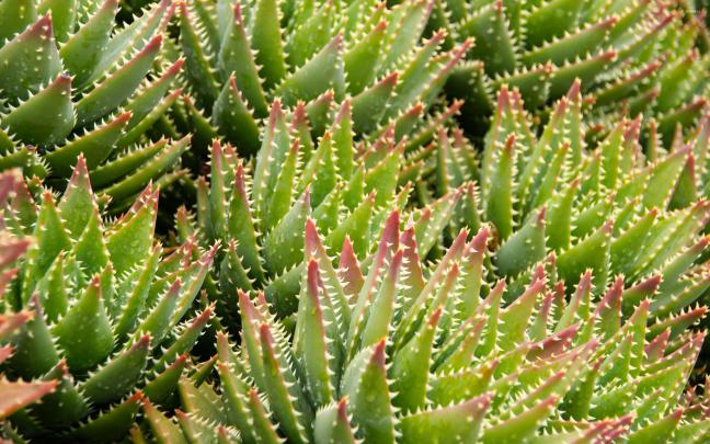 Succulent Wallpapers