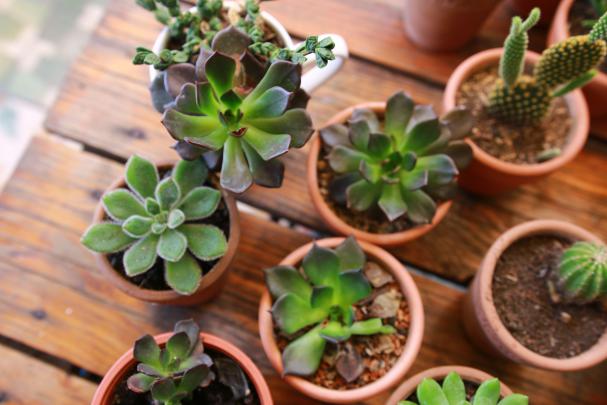 Succulent Wallpapers