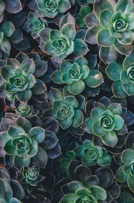 Succulents Wallpapers