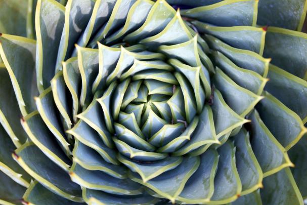 Succulent Wallpapers