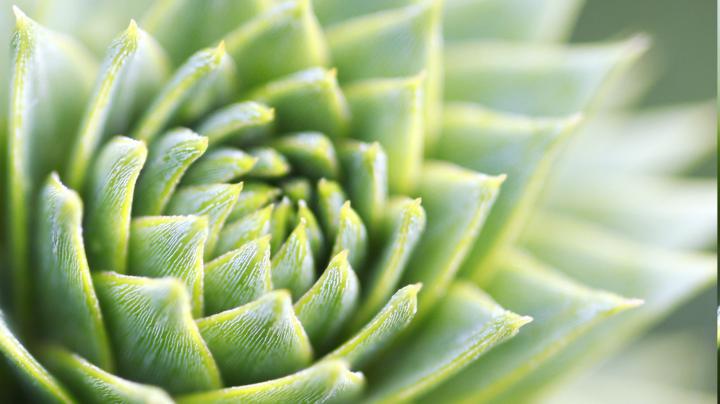 macro, Plants, Nature, Succulents Wallpapers HD \/ Desktop and Mobile 