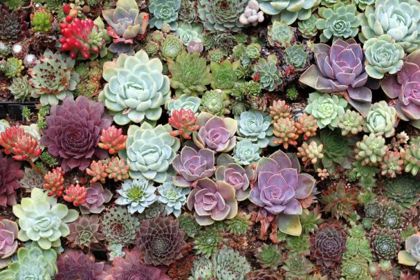 Best 54+ Succulents Wallpaper on HipWallpaper | Succulents Wallpaper 