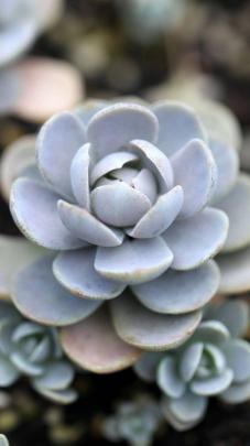Succulent Wallpapers
