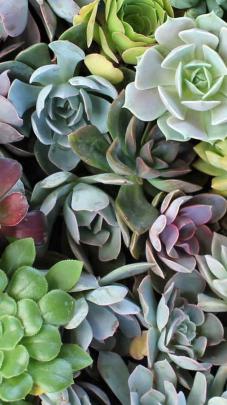 Succulent Wallpapers