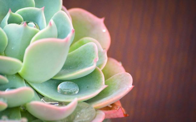 Succulent Wallpapers