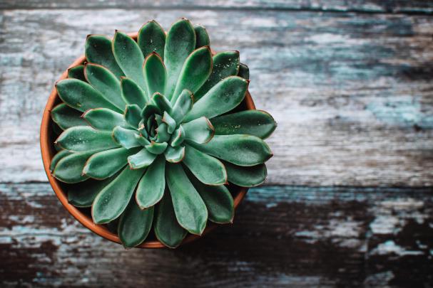 Echeveria, Succulent, Pot - Succulent Desktop Backgrounds - 6000x4000 