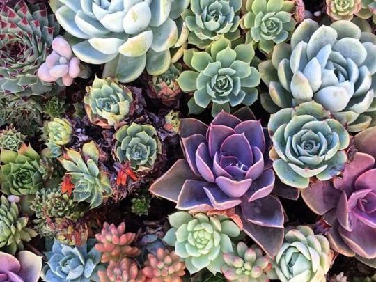 Succulent Desktop Wallpapers - Top Free Succulent Desktop Backgrounds 