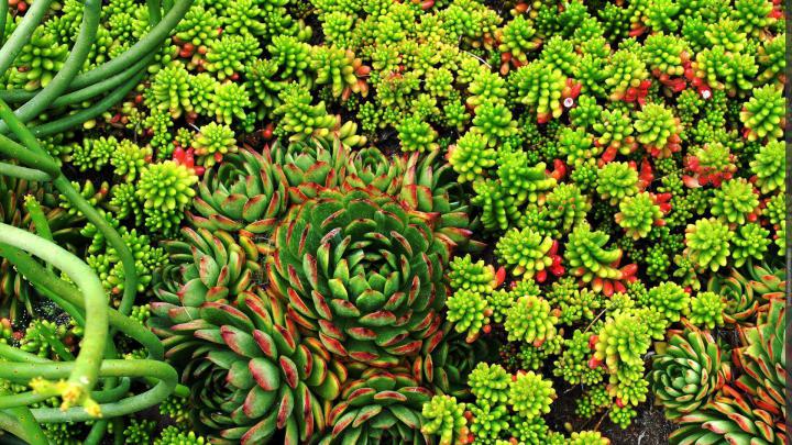 Succulent Wallpapers