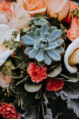 Succulent Plant - 3297x4945 - Download HD Wallpaper - WallpaperTip