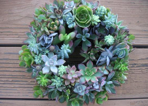 Succulent Wallpapers