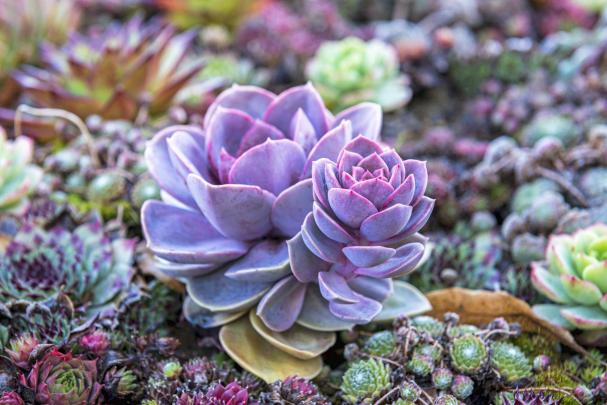 Succulents Wallpapers