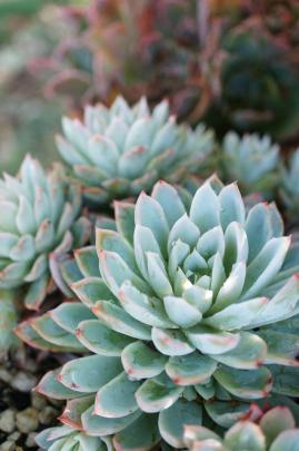 Succulent Wallpapers