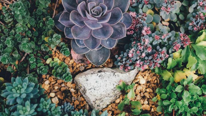 Succulent Wallpapers