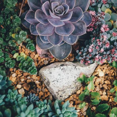 Succulent Wallpapers