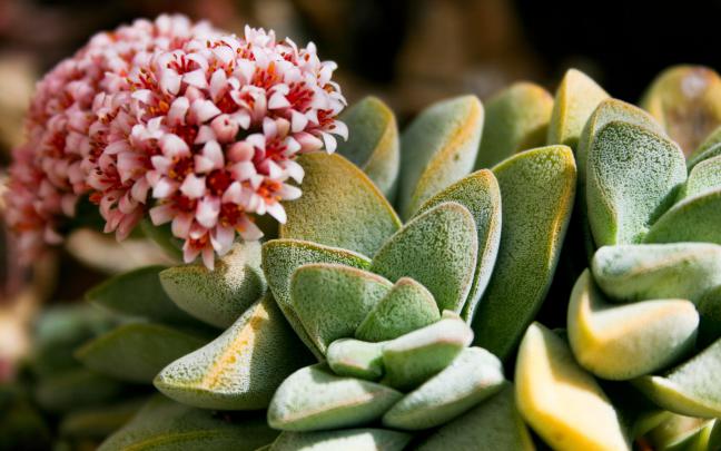 Succulent Wallpapers