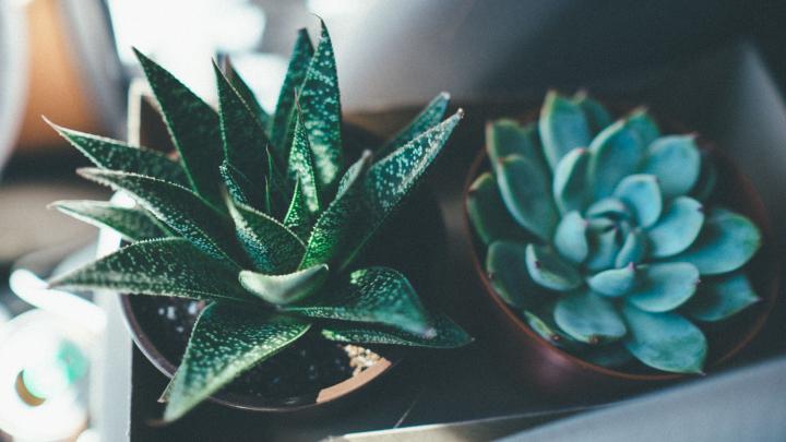 Succulents Wallpapers