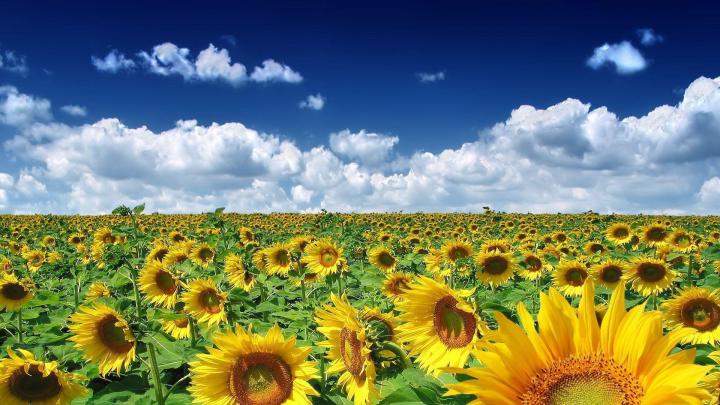 Free Summer Desktop Wallpapers