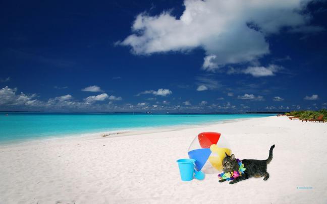 Summer Screensavers Wallpapers