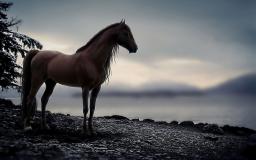 Horse Desktop Wallpaper