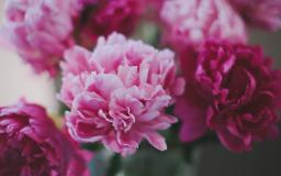 Peony Desktop Wallpaper