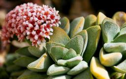 Succulent Desktop Wallpaper