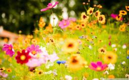 Summer Free Desktop Wallpaper