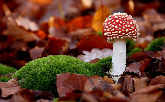 Mushroom Wallpapers