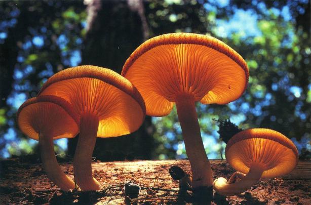 Mushroom Wallpapers