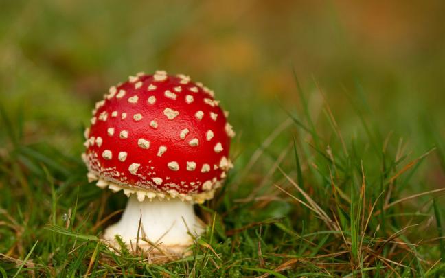 Mushroom Wallpapers for Desktop -