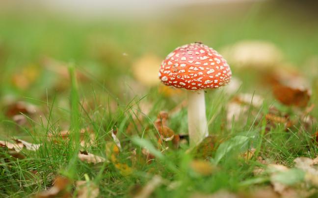 Mushroom HD Wallpaper | Background Image | 2560x1600 | 327205 