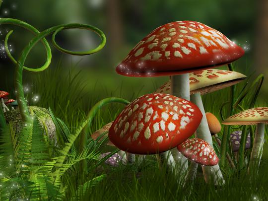 Magical Mushroom Forest HD Wallpaper | Background Image | 3000x2250 